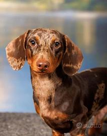 Accoppiamento monta bassotto ARLECCHINO CIOCCOLATO