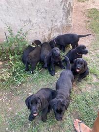 Labrador