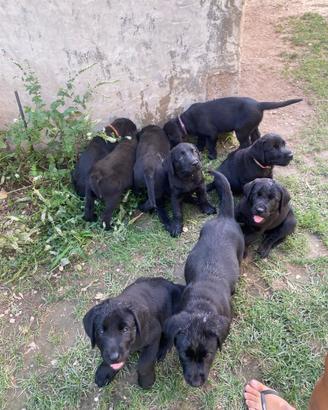 Labrador