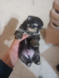 Cuccioli spitz di Pomerania