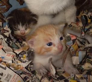 Gattini