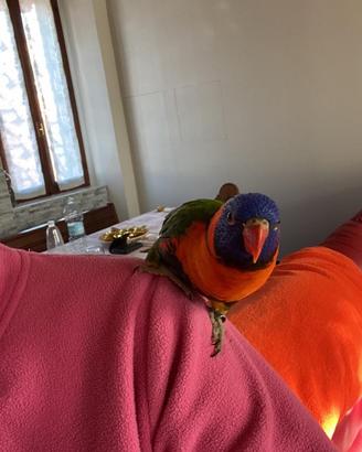 Lory Arcobaleno