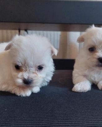 Maltipoo meravigliosi