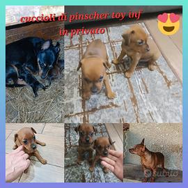 Cuccioli di pinscher toy