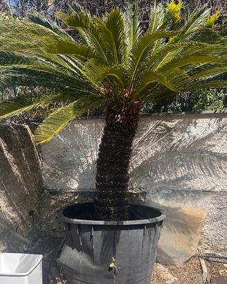 Cycas Revoluta adulta gigante diametro 100 cm