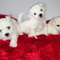 Cani taglia Piccola Bichon Frisè e Media Akita Inu