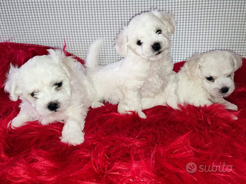 Cani taglia Piccola Bichon Frisè e Media Akita Inu