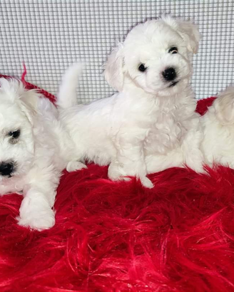 Cani taglia Piccola Bichon Frisè e Media Akita Inu
