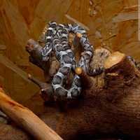 Serpe del grano + teca