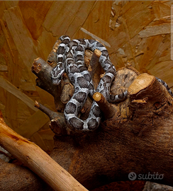 Serpe del grano + teca