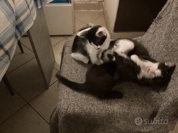 Gattini disponibili