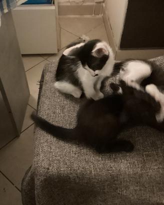 Gattini disponibili
