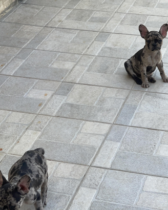 Bulldog francese