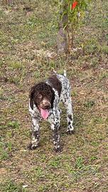 Lagotto Romagnolo