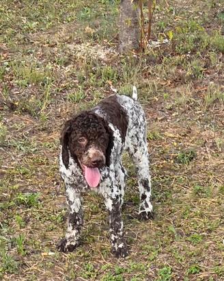 Lagotto Romagnolo