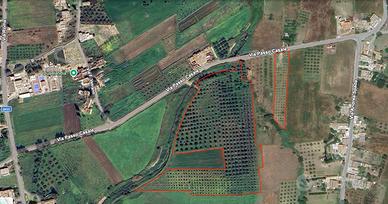 Terreno con uliveto edificabile