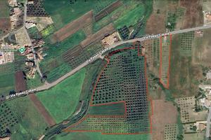 Terreno con uliveto edificabile