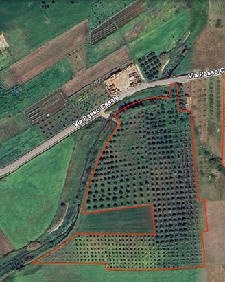 Terreno con uliveto edificabile