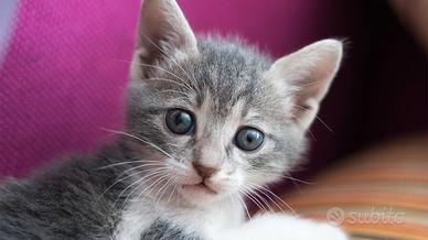 Ofro i gattine