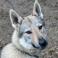 Cane Lupo Cecoslovacco