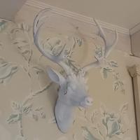 coppia di testa di cervi