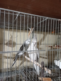 Calopsite, pappagalli