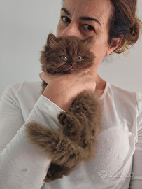 Allevamento Tirabaci