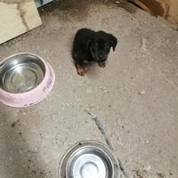 Cuccioli di rottweiler