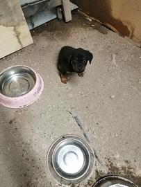 Cuccioli di rottweiler