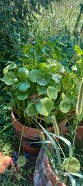 Hydrocotyle bonariensis 