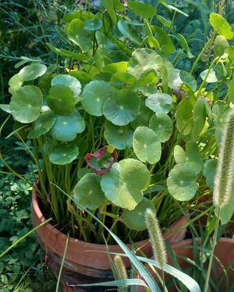 Hydrocotyle bonariensis 