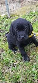 Cuccioli Labrador