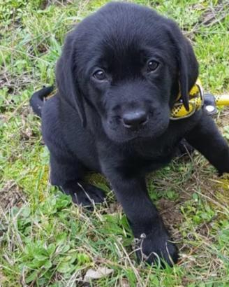 Cuccioli Labrador