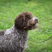 Cuccioli Lagotto pedigree Roi da tartufo