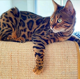 Gatto del bengala maschio per monta