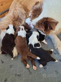Border collie cuccioli disponibili
