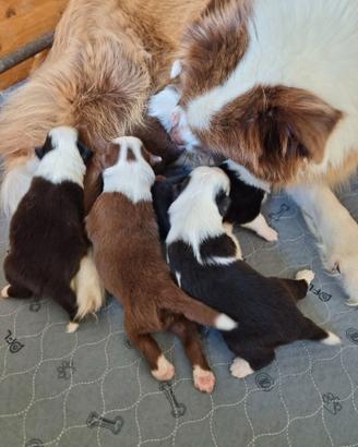 Border collie cuccioli disponibili