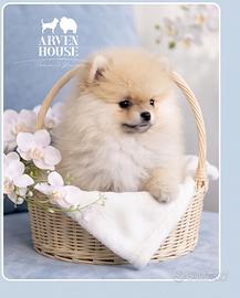 Pomerania maschio arancio chiaro - subito disponib