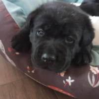 Cuccioli di labrador