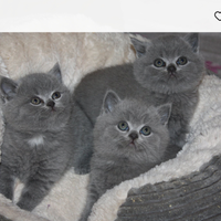 Cuccioli British Shorthair