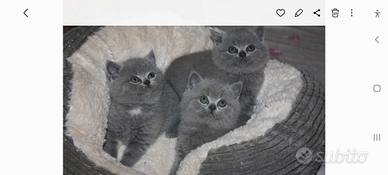 Cuccioli British Shorthair