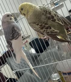 Inseparabili + gabbia