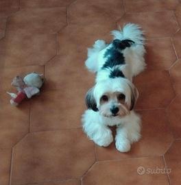 Accoppiamento Morkie /Yorkshire Biewer