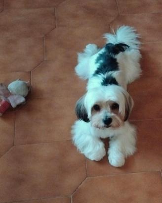 Accoppiamento Morkie /Yorkshire Biewer
