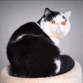 Exotic shorthair