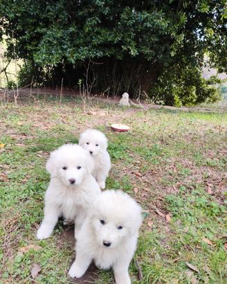 Cuccioli di cane maremmano