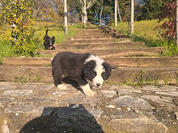 Cucciolo Border Collie
