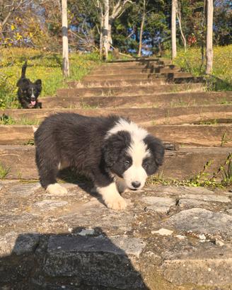 Cucciolo Border Collie