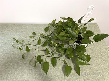 Epipremnum Aureum, pianta interna, 9 rami