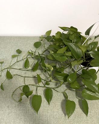 Epipremnum Aureum, pianta interna, 9 rami
